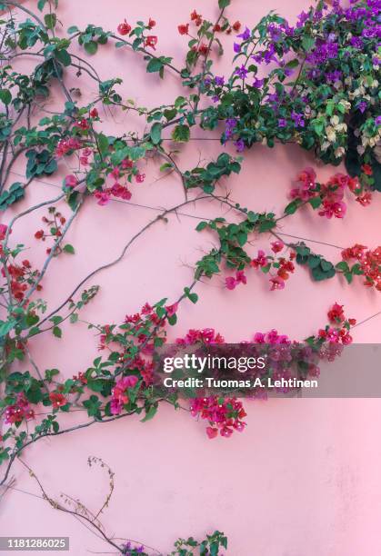 flowering vine plant on a pink stone wall, viewed from the front. - flower wall stock pictures, royalty-free photos & images