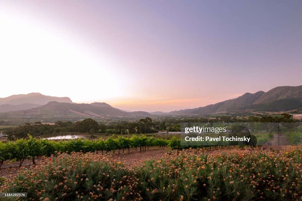 Franschhoek town and vineyards seen at sunset, South Africa, 2018
