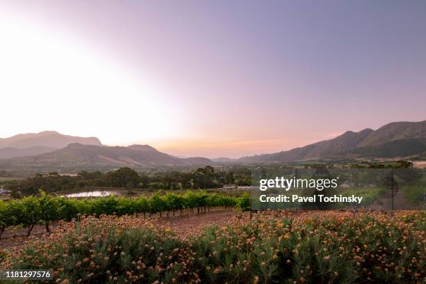 franschhoek town and vineyards seen at sunset, south africa, 2018 - sunset vineyard stockfoto's en -beelden