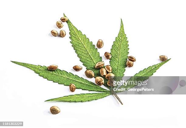 ilustrações, clipart, desenhos animados e ícones de feche acima da folha e das sementes do cannabis - marijuana herbal cannabis