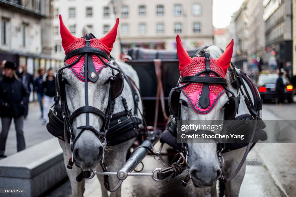 The horse carriage in Vienna