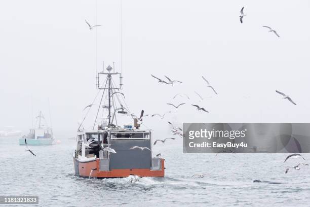 fishing boat and seagulls - massachusetts seal stock pictures, royalty-free photos & images
