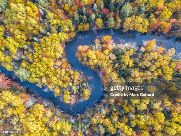 a stream winds its way through vibrant fall foliage, bathurst, new brunswick, canada - new brunswick canada 個照片及圖片檔