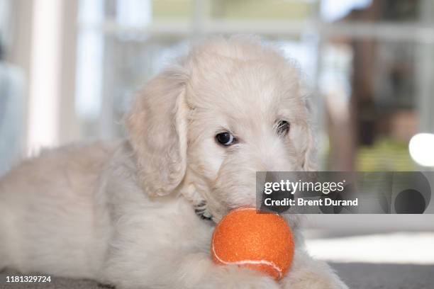 english cream goldendoodle puppy and tennis ball - english cream retriever stock-fotos und bilder