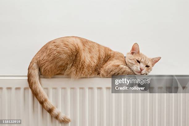 chat paresseux - allongé sur le devant photos et images de collection