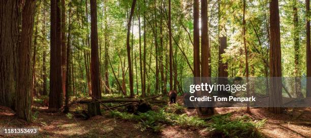 a panoramic of redwood state park and three bears walking. - california bear stock pictures, royalty-free photos & images