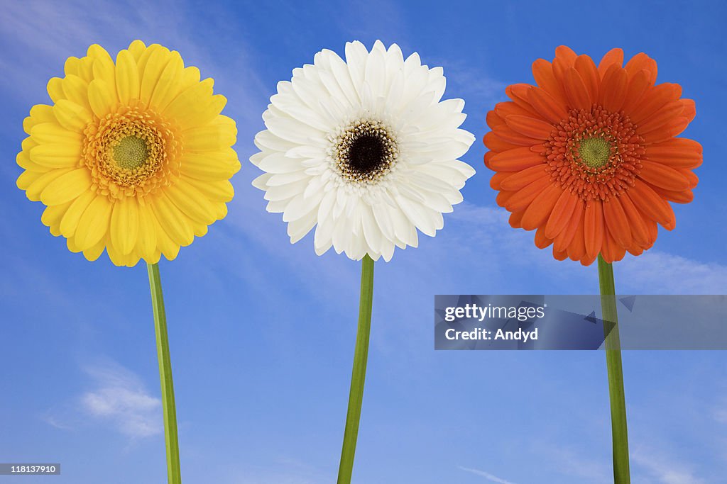 Daisies in a Row