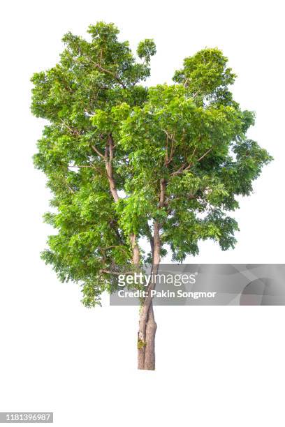 tree against isolate and white background - árbol tropical fotografías e imágenes de stock