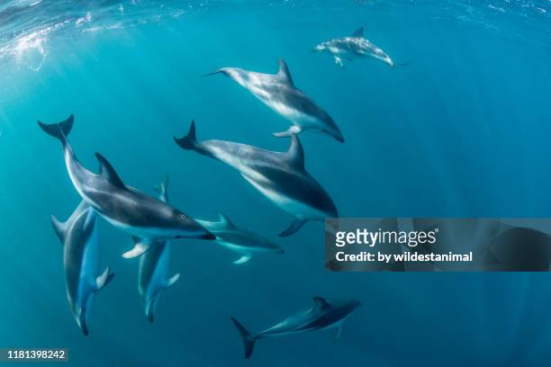 dusky dolphins, lagenorhynchus obscurus, in blue water, nuevo gulf, valdes peninsula, argentina. - dolphins - fotografias e filmes do acervo
