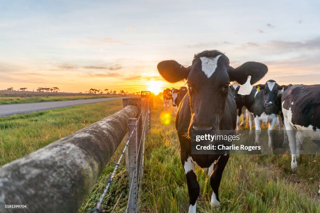Cow and farmland at sunrise
