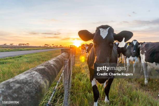 cow and farmland at sunrise - wei zuivel stockfoto's en -beelden