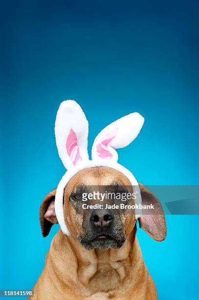 dog portrait wearing easter bunny ears - tierohr stock-fotos und bilder