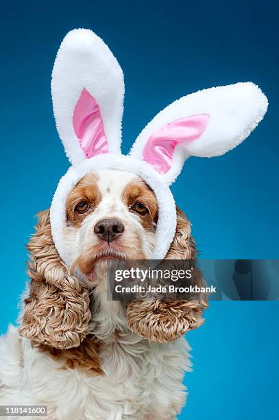 Portrait of dog wearing Easter bunny ears