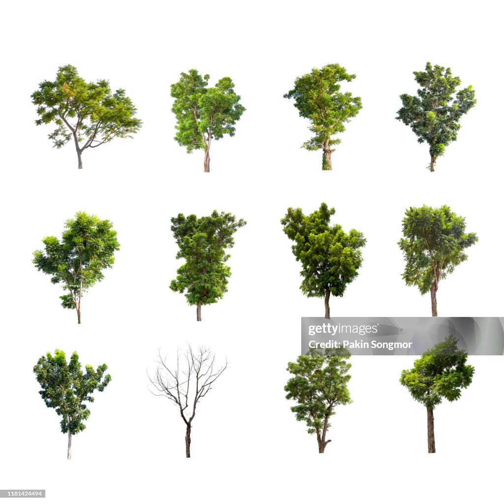 Collections green tree isolated on white background