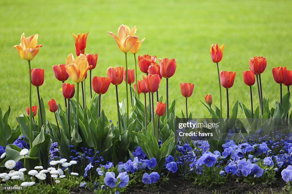 Red tulips and blue pansy