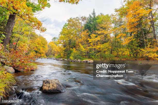 fall foliage appreciation along androscoggin river, bethel, maine, new england, usa - river androscoggin stock pictures, royalty-free photos & images