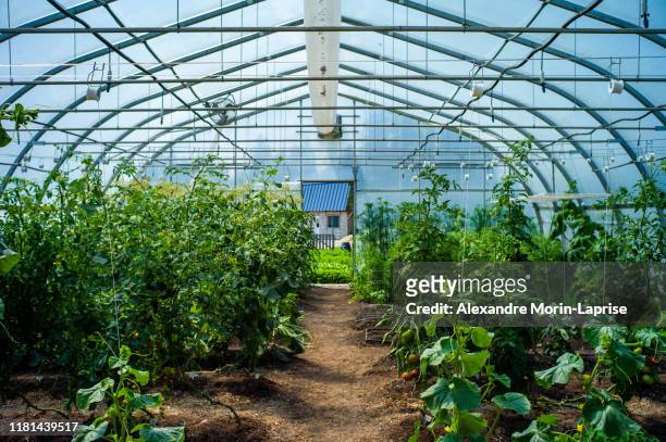 greenhouse interior with planting of several vegetables - invernadero fotografías e imágenes de stock