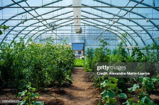 greenhouse interior with planting of several vegetables - greenhouse foto e immagini stock