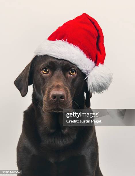 cute dog in santa hat - christmas hat stock pictures, royalty-free photos & images