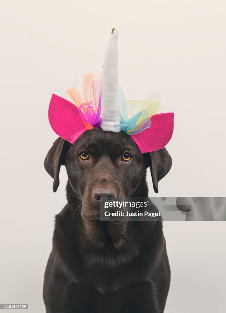 Dog or unicorn?