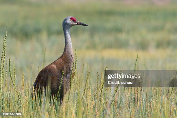 lesser sandhill crane, antigone canadensis canadensis. - homer alaska stock pictures, royalty-free photos & images