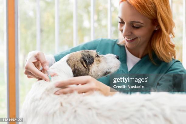 smiling veterinarian giving a dog a vaccine shot - assistance animals stock pictures, royalty-free photos & images
