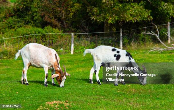 goats grazing on a farm - goat stock pictures, royalty-free photos & images