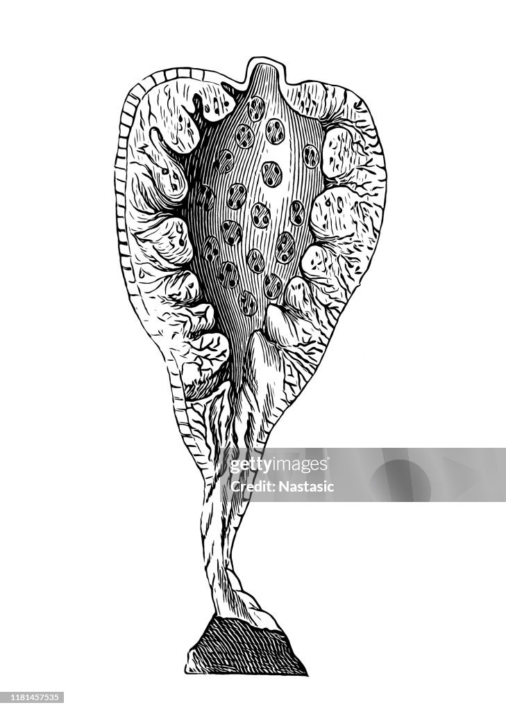 The calcareous sponges of class Calcarea are members of the animal phylum Porifera, the cellular sponges