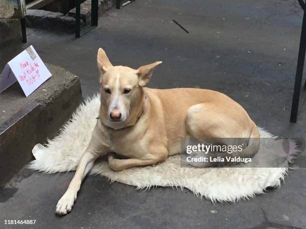 dog resting - berlim fotografías e imágenes de stock