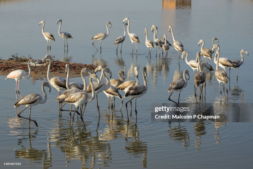 Flamingos, Kalloni, Lesvos, Greece