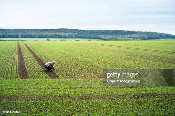 mujer agricultor a la que se desprende de la siembra del trigo de invierno - cultivated land fotografías e imágenes de stock