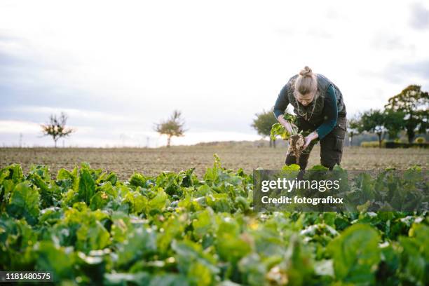 harvest: female farmer stands in her agricultural fields, looks at the sugar beets - blonde hair roots stock pictures, royalty-free photos & images