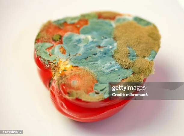 old rotting moldy food. moldy tomato - marcio foto e immagini stock