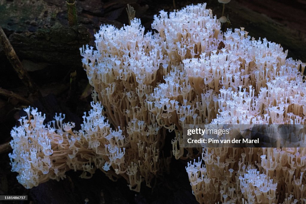 White coral mushroom