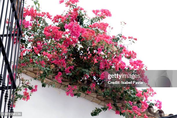 bougainvillea flowers on white wall - feld rose stock-fotos und bilder