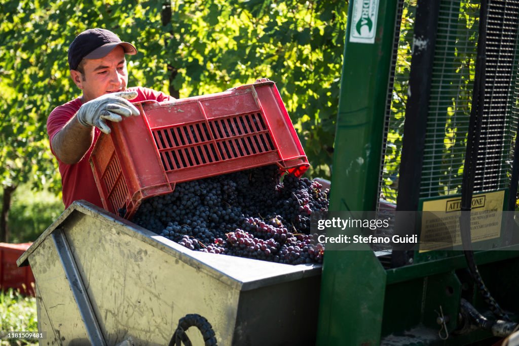 Grape Harvest For Barolo Wine In Verduno