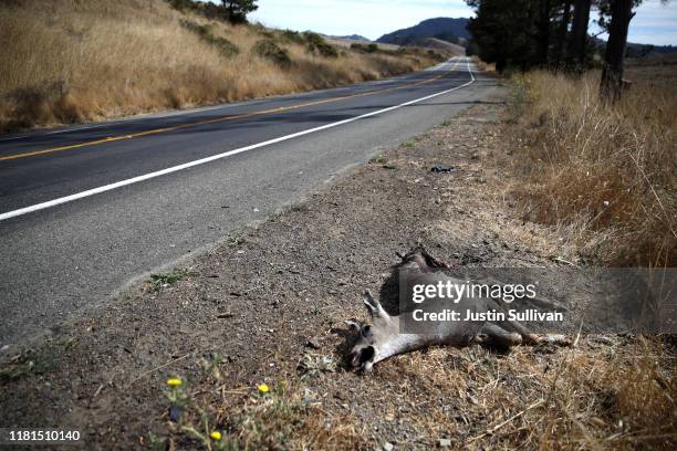 Dead deer lays on the side of the road on October 16, 2019 in Nicasio, California. California Gov. Gavin Newsom signed senate bill 395 into law that...