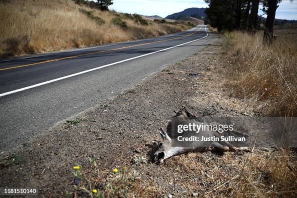 California Approves Bill Allowing  Salvaging Of Roadkill For Food