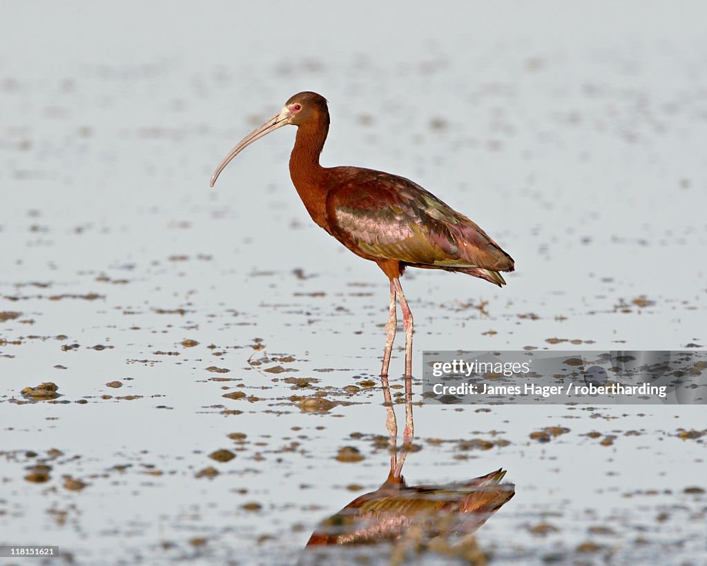 White-faced ibis (Plegadis chihi), Antelope Island State Park, Utah, United States of America, North America