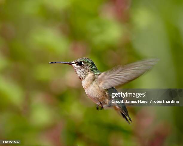 female calliope hummingbird (stellula calliope) hovering, near oliver, british columbia, canada, north america - calliope hummingbird stock pictures, royalty-free photos & images