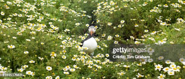 Puffin - pelagic seabird, Fratercula, on land in breeding season on island of Skomer, National Nature Reserve, South West Wales, United Kingdom.