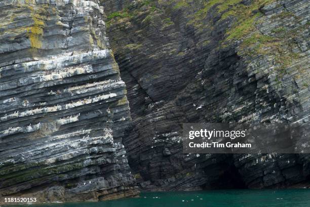 Seabird colonies and layers of sedimentary rock in Pembrokeshire, Wales, United Kingdom.