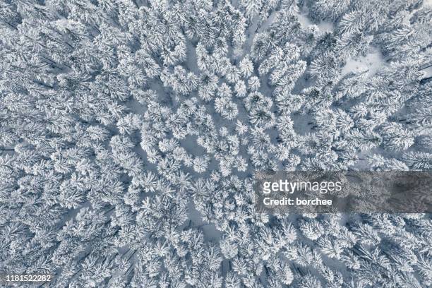 aerial view on winter forest - snow scene stock pictures, royalty-free photos & images