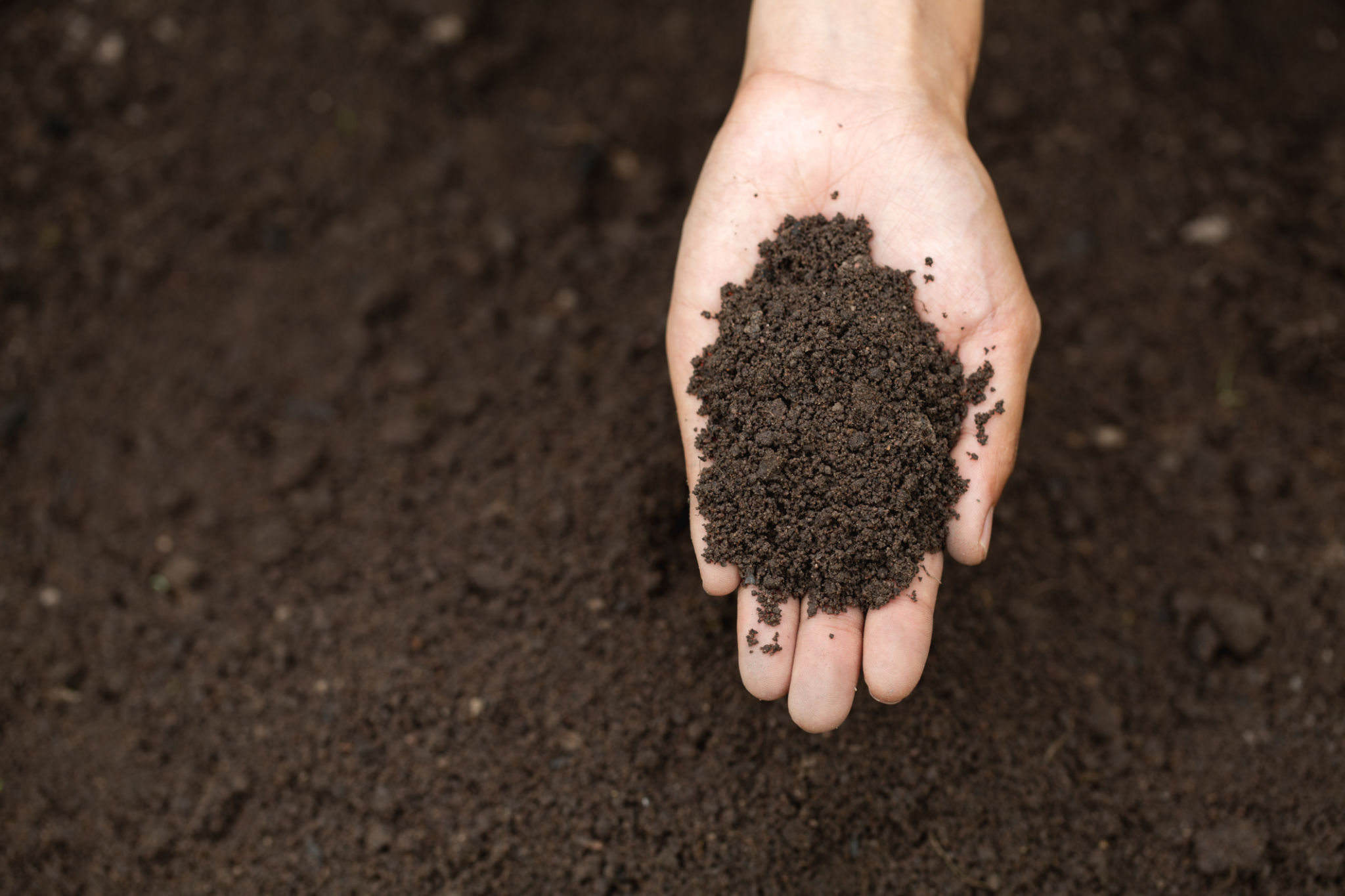 palm fertilizer