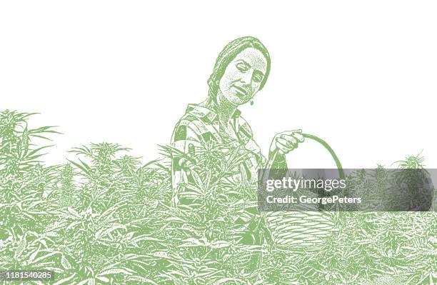 young woman farmer harvesting hemp plants - cannabis oil stock illustrations