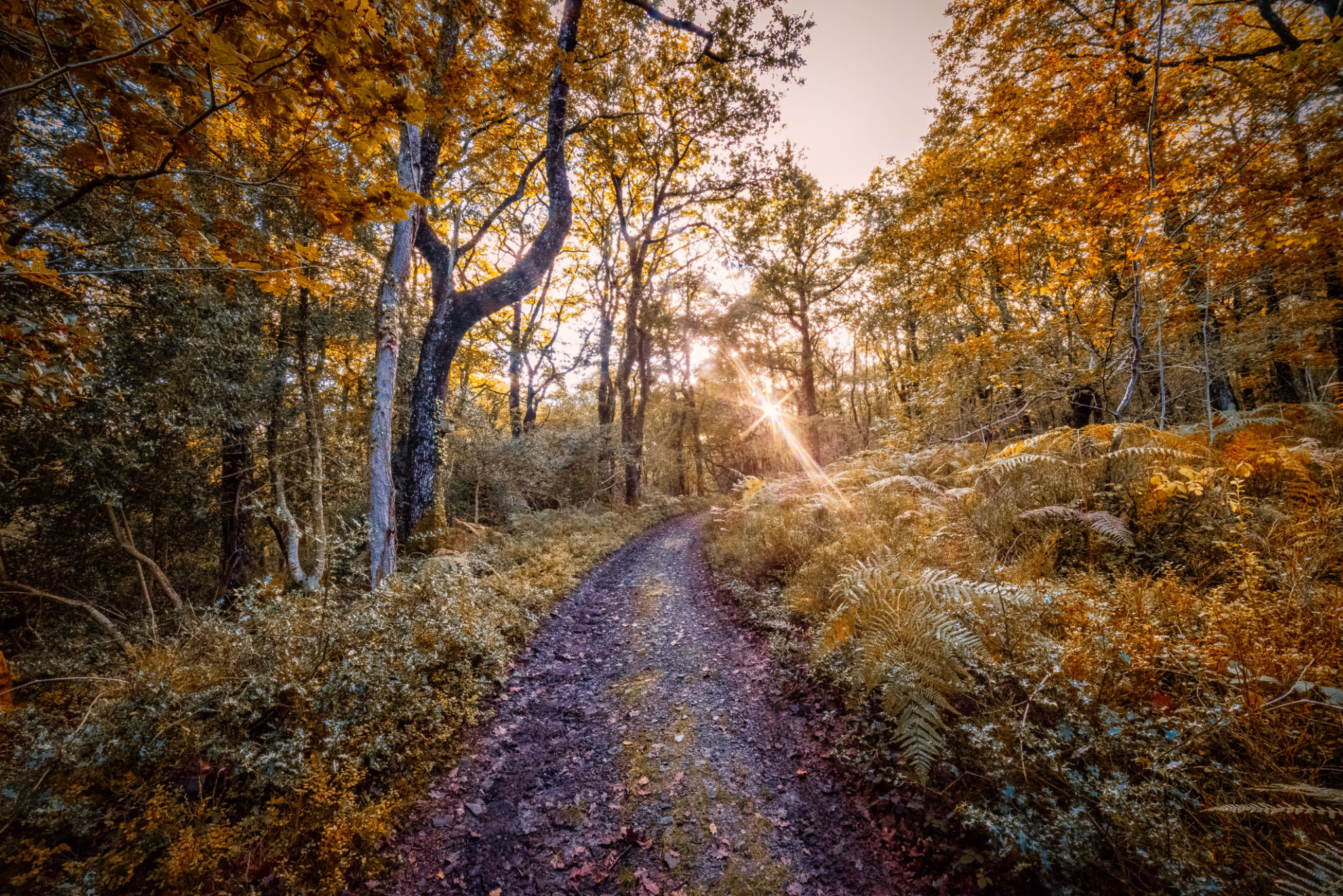 forest trail devon