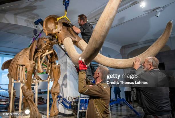 Workers disassemble the skeleton of Peale's Mastodon at the Hessian Landesmuseum before sending it to the USA on October 17, 2019 in Darmstadt,...