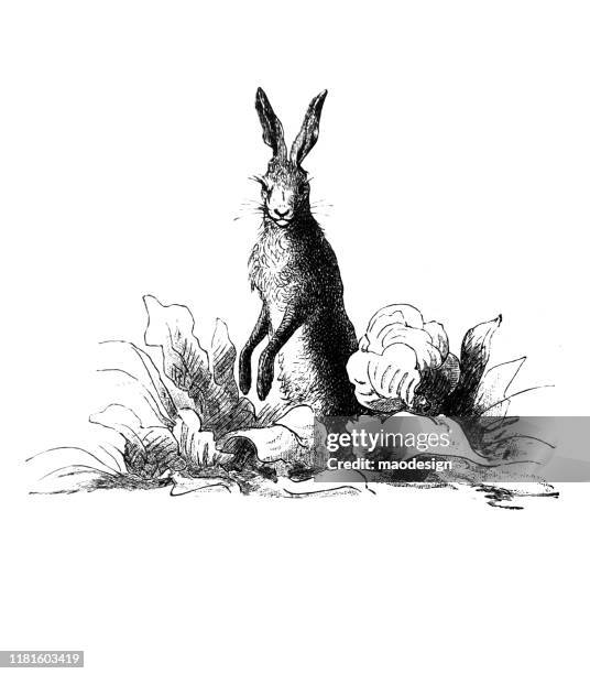 easter rabbit on a meadow - rabbit white background stock illustrations
