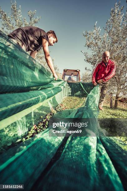 olive harvest - olive tree farm stock pictures, royalty-free photos & images