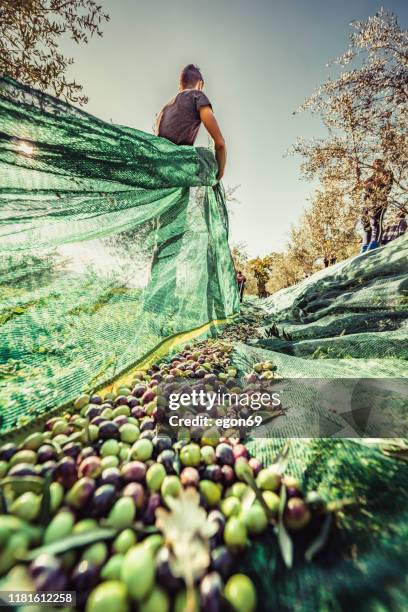 olive - oliva foto e immagini stock